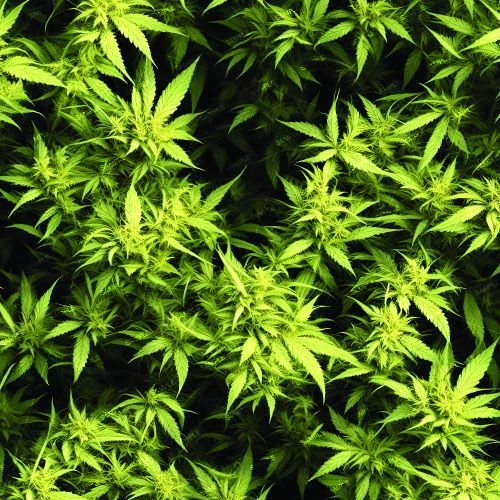 Kush Crop 43