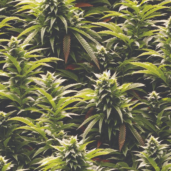Kush Crop 44