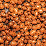 Ladybugs-42
