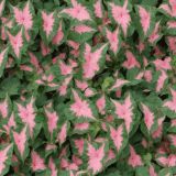 Large-Leaf-Caladium
