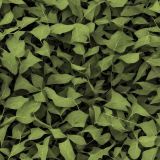 Leaf-Camo