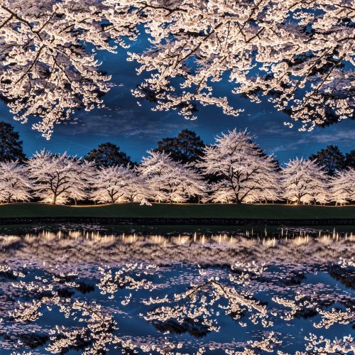 Lighted Cherry Trees on A Lake