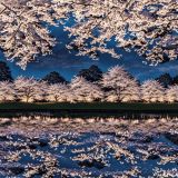Lighted-Cherry-Trees-on-A-Lake