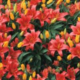 Lillies-43