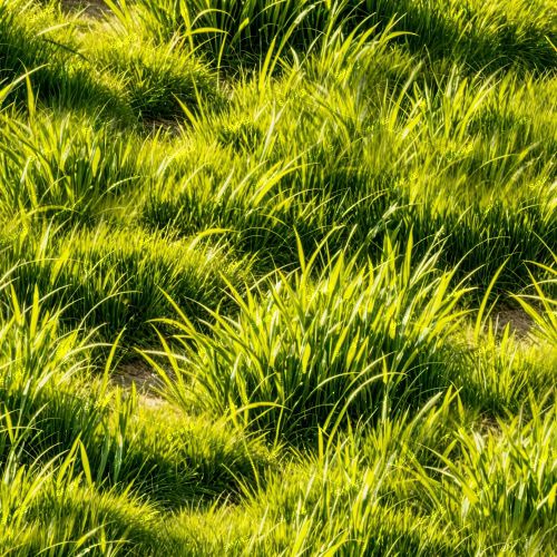 Long Field Grass