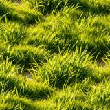 Long-Field-Grass.jpg