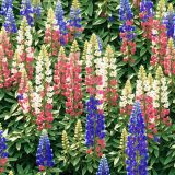 Lupine-Blue-Bonnets