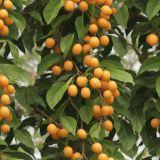 Lychee-Fruit-43
