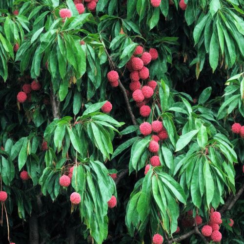 Lychee Fruit Tree 43