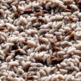 Maggots