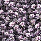 Magnolia-Flowers-44
