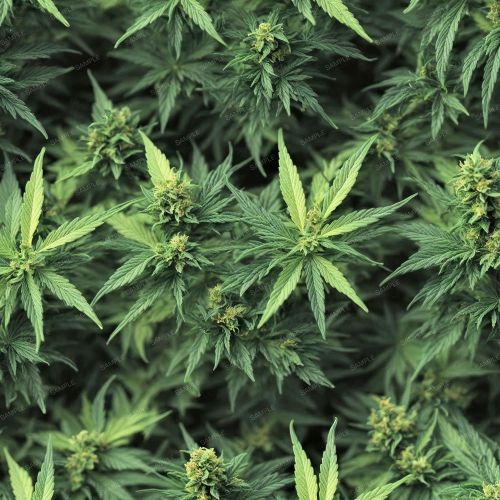 Marijuana Ganja Kush 42