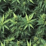 Marijuana-Ganja-Kush-42