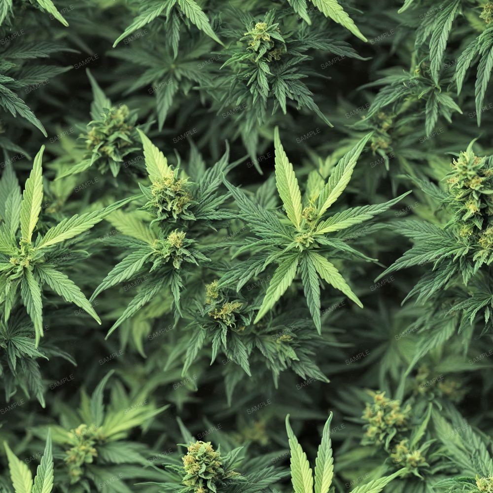 Marijuana Ganja Kush 42
