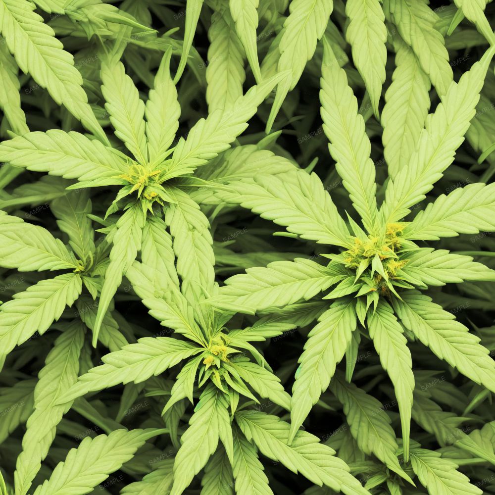 Marijuana Ganja Kush 43