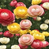 Mixed-Ranunculus-Flowers