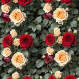Mixed-Rose-Bush