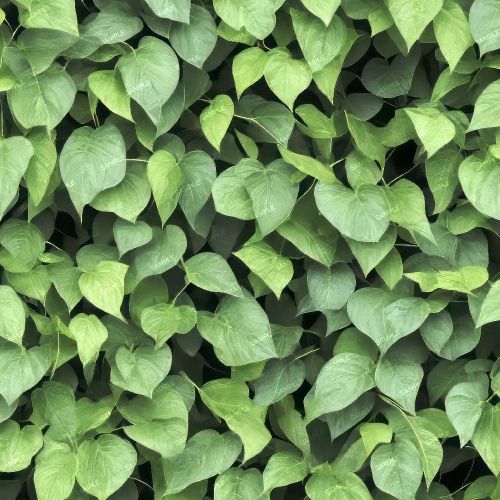Morning Glory Vine