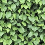 Morning-Glory-Vine