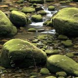 Mossy-Creek-42