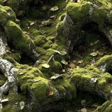 Mossy-Forest-Floor-42