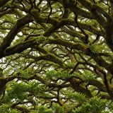 Mossy-Oaks-Camo-51