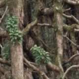 Mossy-Poison-Oak-Camouflage