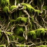 Mossy-Roots-43