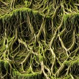 Mossy-Roots-45