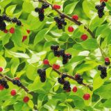 Mulberry-Tree-45