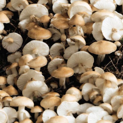 Mushrooms 43
