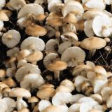 Mushrooms-43