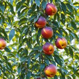 Nectarines-42