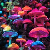 Neon-Colored-Mushrooms