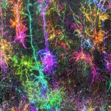 Neural-Map-45