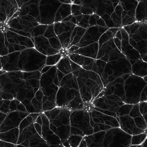 Neurons Firing 41