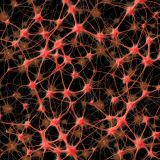Neurons-Nerves-Synapses