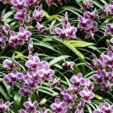 Orchid-Garden-42