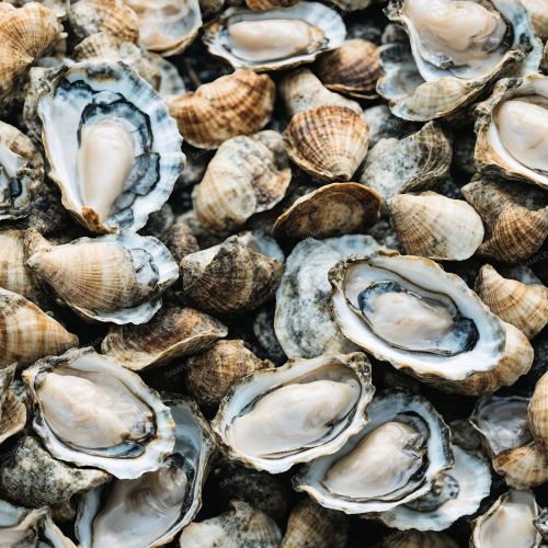 Oyster Shells