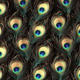 Peacock-Feathers-46
