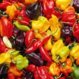 Peppers-42
