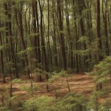 Pine-Forest-Camouflage-42