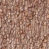 Pine-Tree-Bark-44