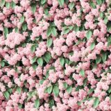 Pink-Azalea-Bush