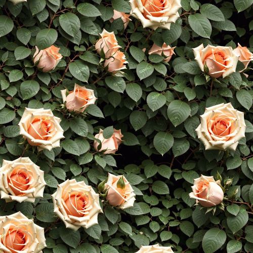 Pink Roses 52