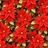 Poinsettias-43