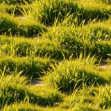 Prairie-Grass.jpg