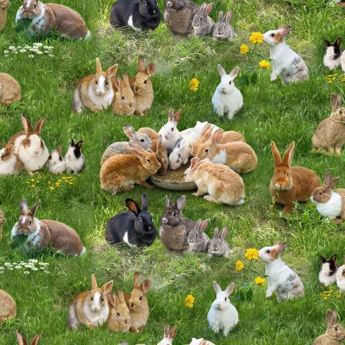 Rabbits