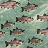 Rainbow-Trout-42
