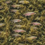 Rainbow-Trout-Camouflage